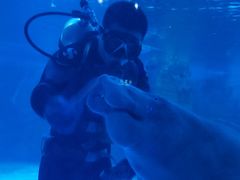 -烟台海昌鲸鲨海洋公园