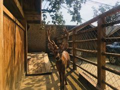 -静之湖湖畔餐厅