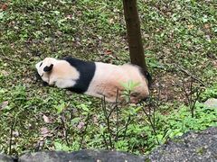 -都江堰中华大熊猫苑