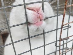 -都江堰玫瑰花溪谷
