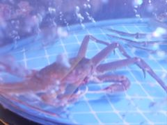 -松鱼亭·和牛烧肉(协鑫广场店)