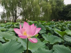 -莲花池公园