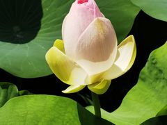 -莲花池公园
