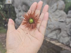 -红螺寺