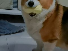 -宠福鑫康馨动物医院·骨科·眼科