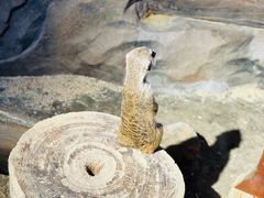 -绿色星球动物主题公园