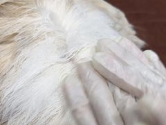 -瑞鹏宠物医院·骨科·猫科·内科(第一中心)