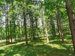 -黄海国家森林公园