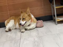 -宠福鑫康馨动物医院·骨科·眼科