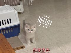 -小猫来了·猫舍(红山六九七九店)