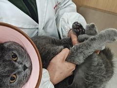 -米苏动物医院·犬猫专科·骨科外科内窥镜
