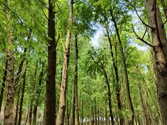 -上海海湾国家森林公园