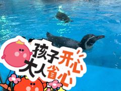 -帝企鹅自助餐厅•儿童岛•真企鹅(长隆企鹅酒店)