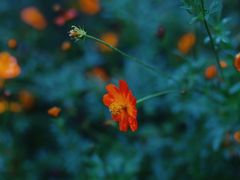 -合肥滨湖国家森林公园