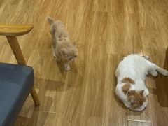 -滚猫咖啡·猫咖·猫友好撸猫(未来城店)