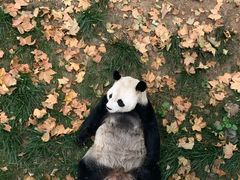 -石家庄市动物园