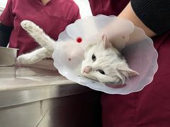 -北京恒爱动物医院(清景园分院)