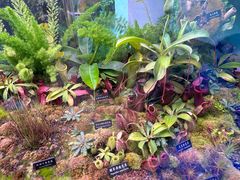 -中国科学院西双版纳热带植物园