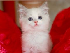 -Bastet sally猫舍购宠(静安店)