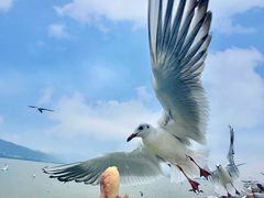 -海埂大坝
