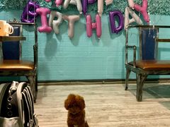 -百好乐宠物友好餐厅(朝外大街店)