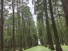 -渌洋湖湿地公园