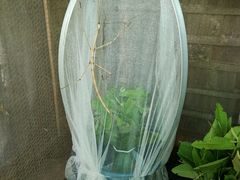 -招商银行(上海常德支行)