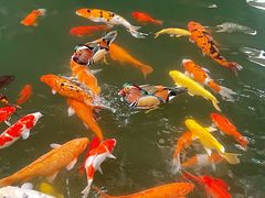 -南宫五洲植物乐园