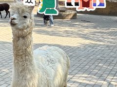 -常州淹城野生动物世界