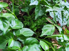 -鹿岛会员店 (龙湖三千集天街店)