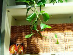 -天厨妙香素食餐厅(清华店)