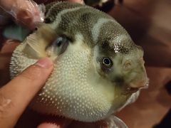 -肆月河豚·淮扬菜·湘菜(华天店)