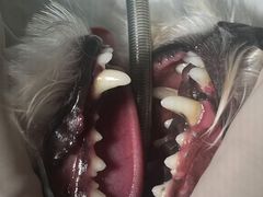 -谐和益家动物医院·免疫绝育·血液透析·宠保定点医院(高新伊藤分院)