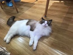-滚猫咖啡·猫咖·猫友好撸猫(未来城店)