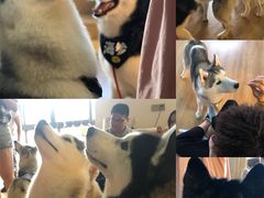 -Husky Go! 哈士奇体验馆·宠物咖啡厅狗咖