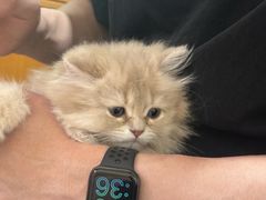 -瑞派康怡24h宠物医院·犬猫医疗中心·微创绝育(瑞景分院)