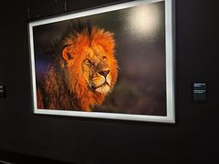 -罗红摄影艺术馆