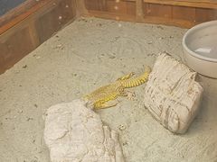 -上海大自然野生昆虫馆(东方明珠·爬宠昆虫探索中心)