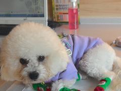 -瑞派宠物医院·犬猫全科·猫友好(宾水西道店)