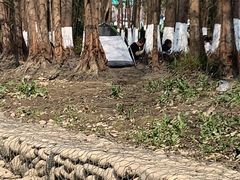 -桤木河湿地公园