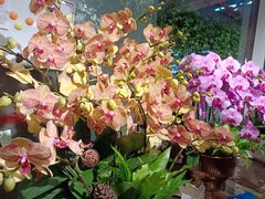 -双季花艺园艺市场(浦东店)