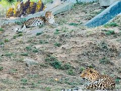 -西霞口神雕山野生动物世界