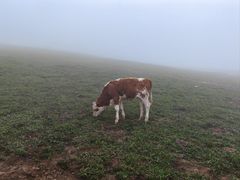 -灵山
