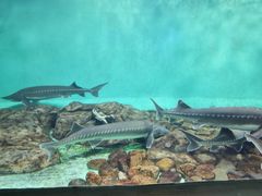 -太平洋海底世界