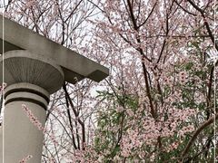 -桃花堤公园