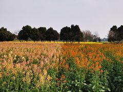 -中国天府农业博览园