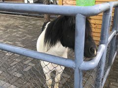 -长白岛森林公园