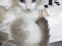 -瑞派·关忠动物医院·异宠专科·犬猫肿瘤·皮肤专科(望京店)