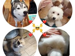 -more than meow吴止猫主题餐厅(承德 中船汇店)