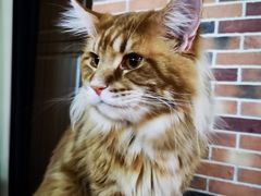 -蓝鲸·缅因猫舍